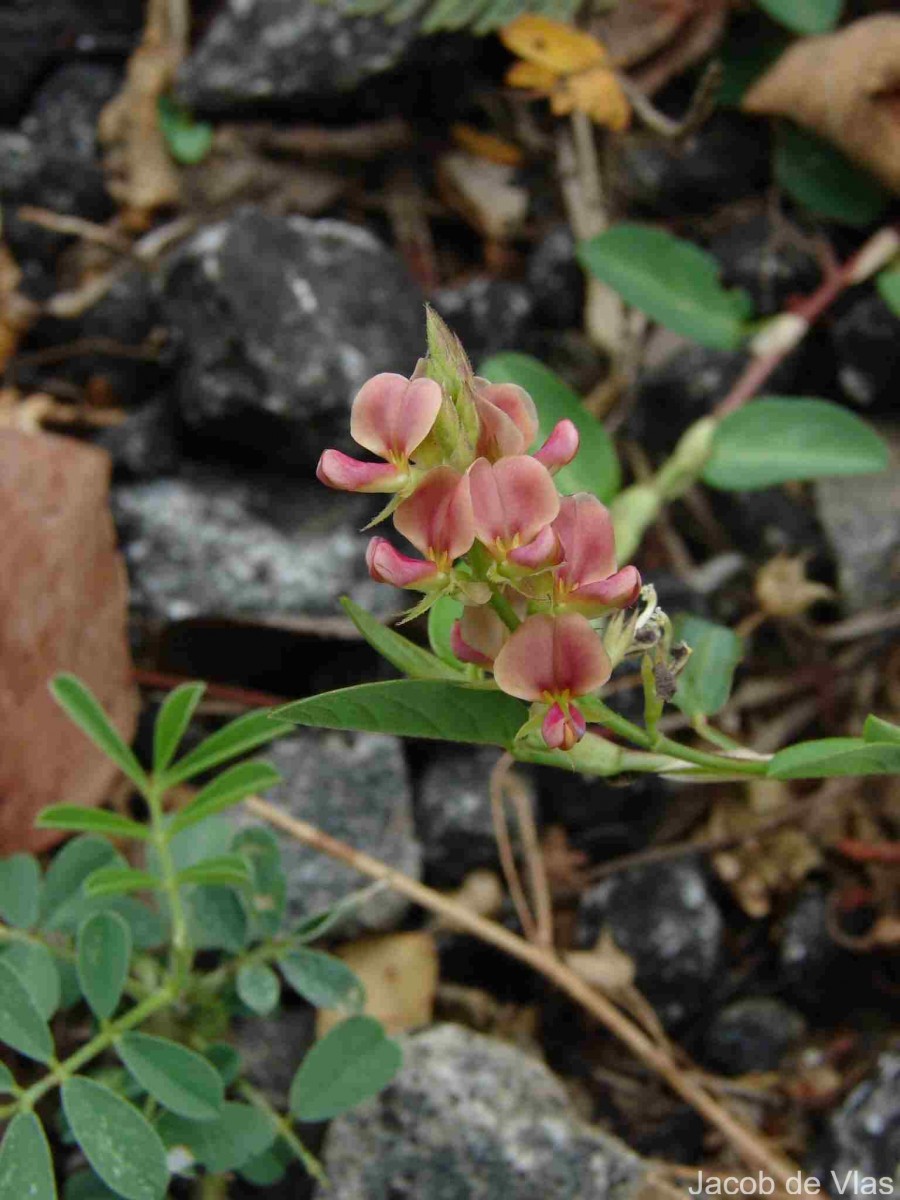 Alysicarpus vaginalis (L.) DC.